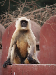 21 Gray Langur