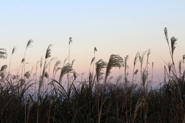 Fototapeta premium Cogon grass and golden sunset around Beppu