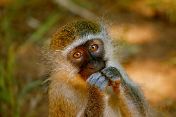 Vervet monkey