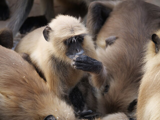 16 Gray Langur