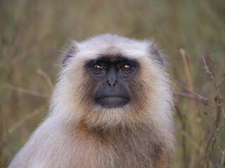 13 Gray Langur