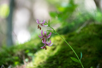Lilium martagon, Eurasian species of lily.