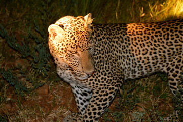 leopard at night