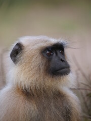 11 Gray Langur