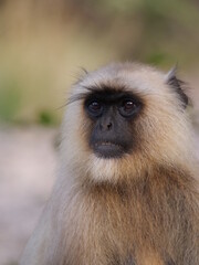 08 Gray Langur