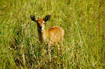 antelope in the grass
