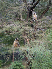 07 Gray Langur in trees