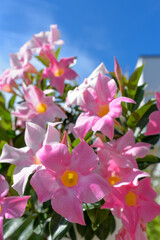 Fototapeta na wymiar Mandevilla sanderi Blüte rosafarben