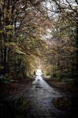Beautiful Morning Irish Countryside