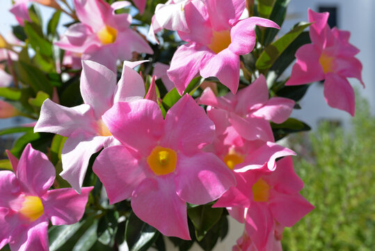 Mandevilla Bl&uuml;te rosafarben