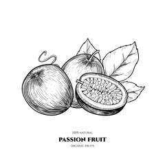Vector passion fruit  hand drawn sketch. Vintage style
