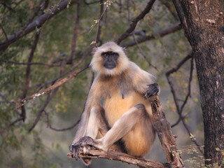 01 Gray Langur sitting on a tree