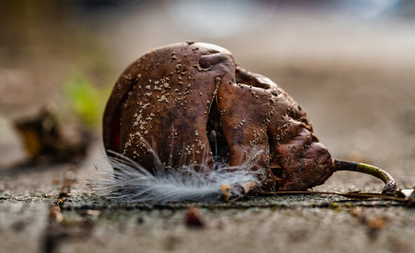 Fäulnis Bilder Durchsuchen 31,895 Archivfotos, und