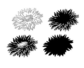 Set of bloom of four flowers Chrysanthemum isolated on white. Ink freehand sketch. Monochrome hand drawn elements for floral design, created hand made wallpaper, greeting card, poster, package.