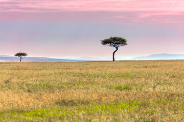 Fototapeta na wymiar Acacia is evergreen on the horizon