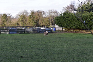 Fototapeta na wymiar Pony in Meadow, Ireland
