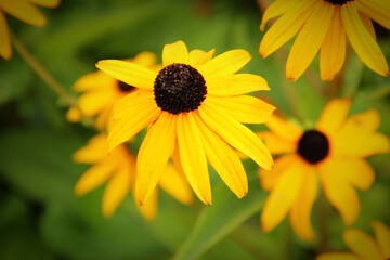 A sunflower and beautiful nature