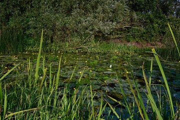 Beautiful Sunrise at Irish Canal