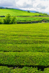 tea factory Cha Gorreana