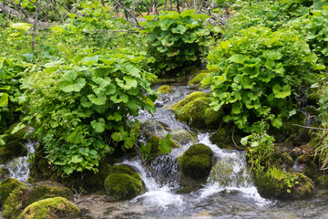 Fototapeta premium A mountain stream in the Polish Tatras, rocks covered with moss