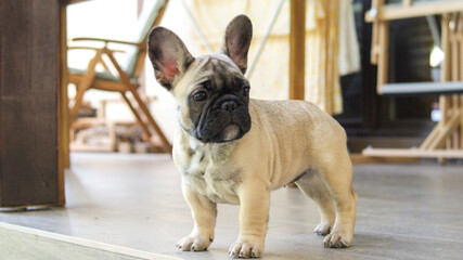 Happy little puppy stands on the terrace of his house