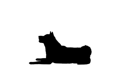 Red shiba inu dog lying, Alpha Channel