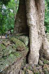 캄보디아 앙코르와트 자이언트 나무