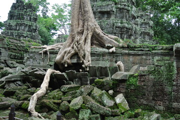 캄보디아 앙코르와트 자이언트 나무