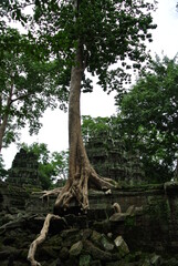 캄보디아 앙코르와트 자이언트 나무