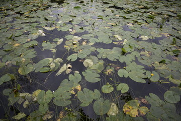 Beautiful Sunrise at Irish Canal