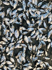 Dry fish in Indonesia