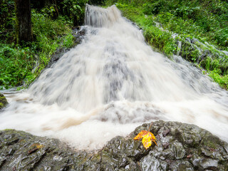 Maple leaf caught on the stone in rapids of stream