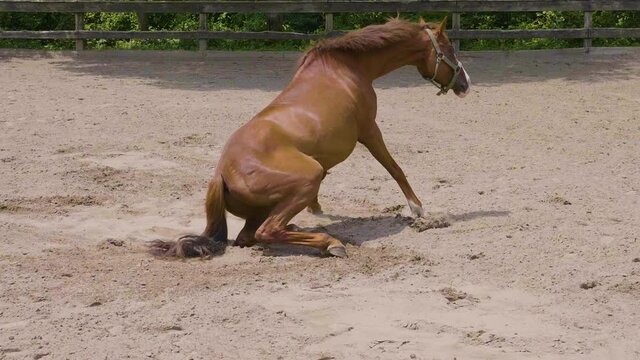 A brown horse stands up in slow motion.
