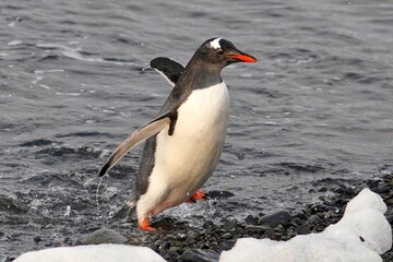 Naklejka premium gentoo penguin going on land in antarctica