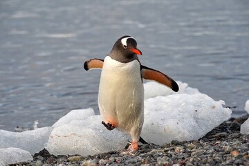 funny gentoo penguin in antarctica
