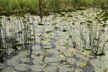 Sunset at Irish Canal Way