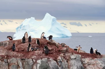 Foto op Canvas chinstrap penguin colony in antarctica © hrathke