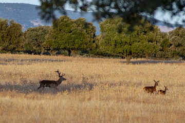 Parque Nacional de Cabañeros, Toledo, Ciudad Real, Castilla la Mancha, España, Berrea, Ciervos, Venados.