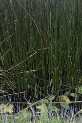 Beautiful Morning at Irish Canal