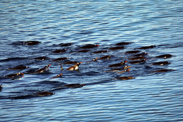 penguin colony is hunting in the ocean in antarctica