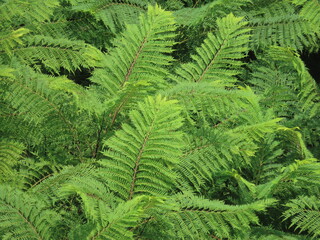 Beautiful green tree branches in summer in Israel close-up.
