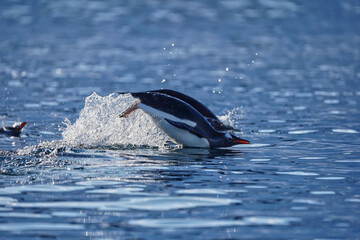 penguin is flying over the water in antarctica © hrathke