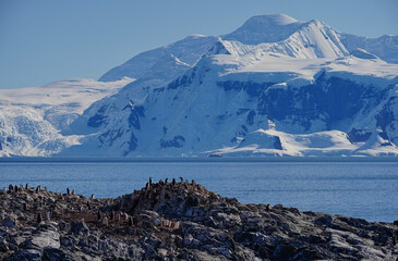 penguin colony in antarctica on rock