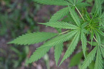 Close-up of cannabis plant growing at outdoor marijuana farm. Texture of marijuana leaves. Concept of cannabis plantation for medical.