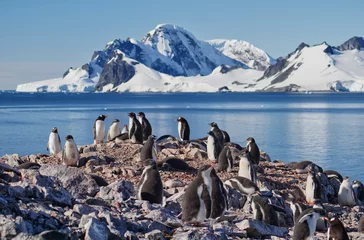 Stickers pour porte Antarctique groupe de manchots papous en antarctique
