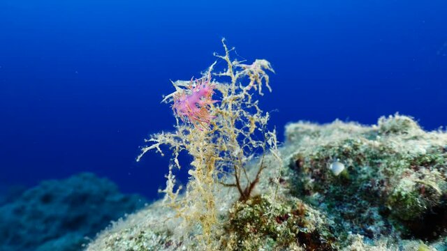 nudibranch flabellina nudi branch nudybranch  underwater slug ocean scenery