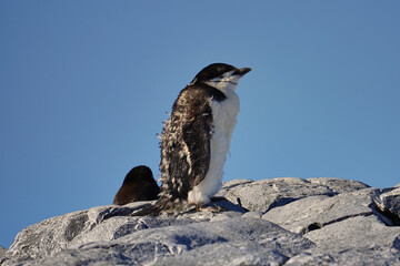 chinstrap penguin in antarctica, moult 