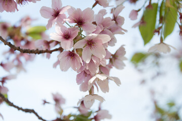 Yoshino Cherry Blossom