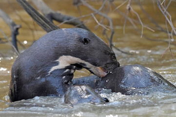 Family of giant river otters playing in the river
