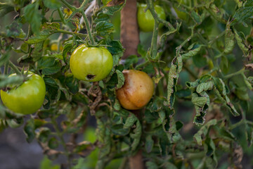 Vegetables grow on a branch. Green spoiled tomatoes, rotten. Agriculture. Harvest 2020.